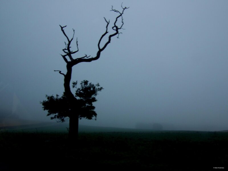 Silhouette of a bare tree
