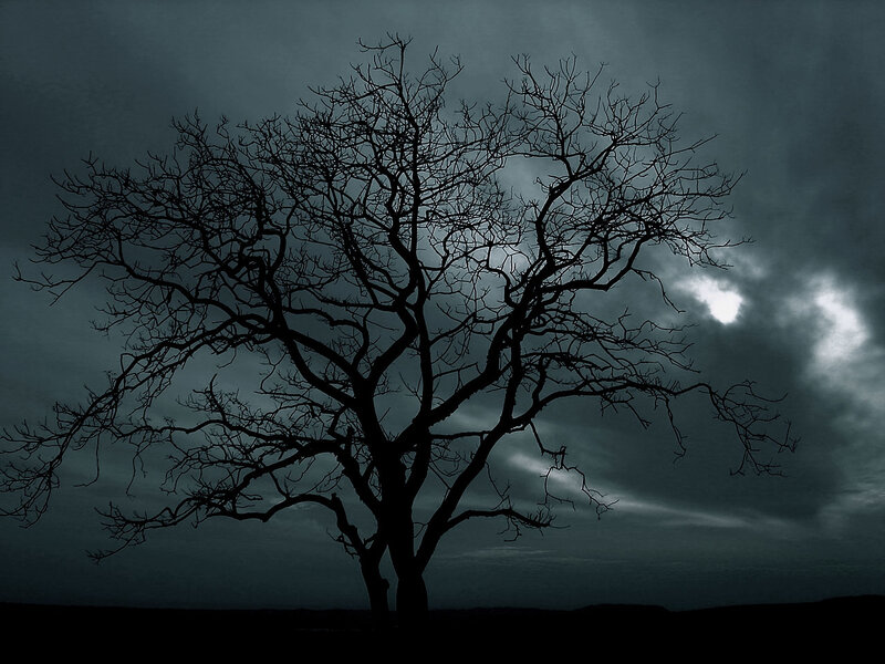 Silhouette of a bare tree
