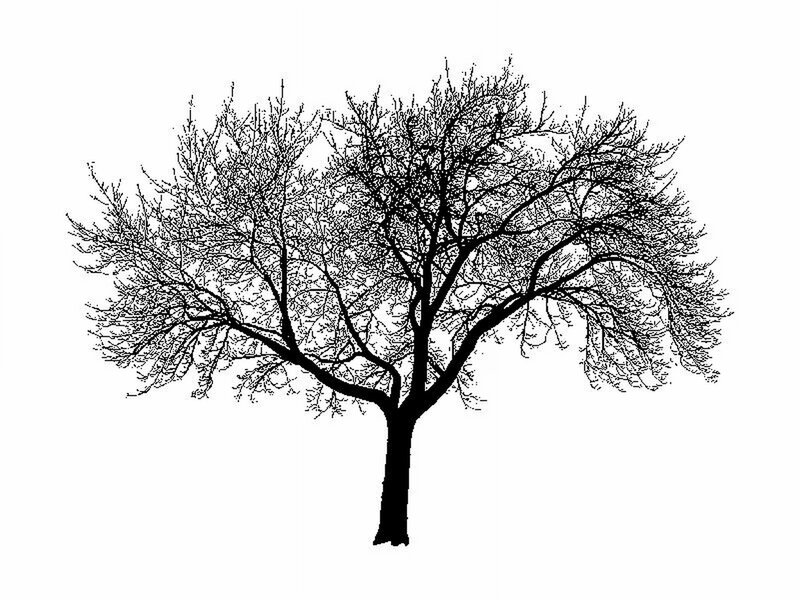 silhouette of a bare tree