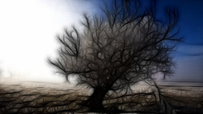Silhouette of a bare tree