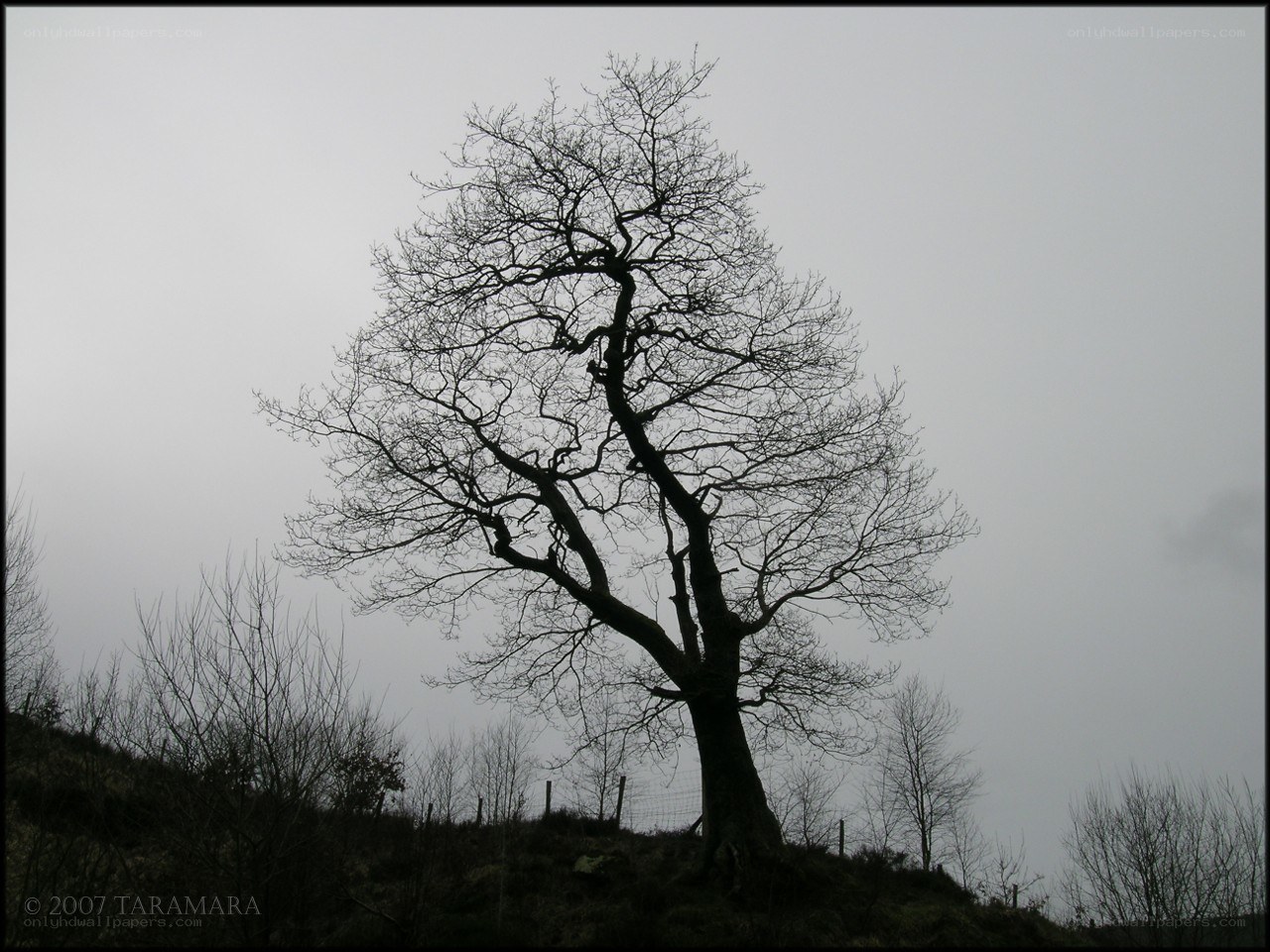 Silhouette of a bare tree