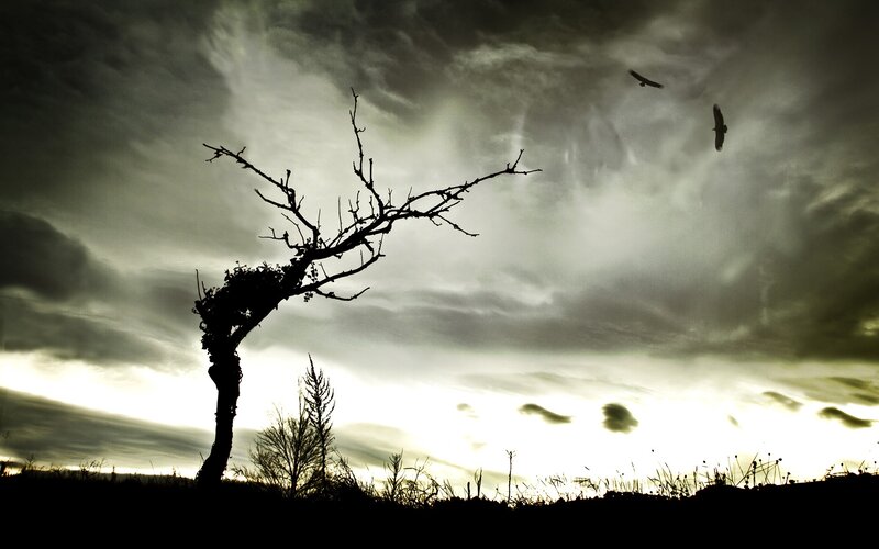 Silhouette of a bare tree at dusk