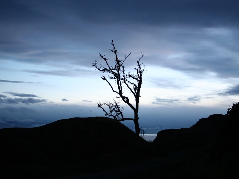 Silhouette of a bare tree at dusk