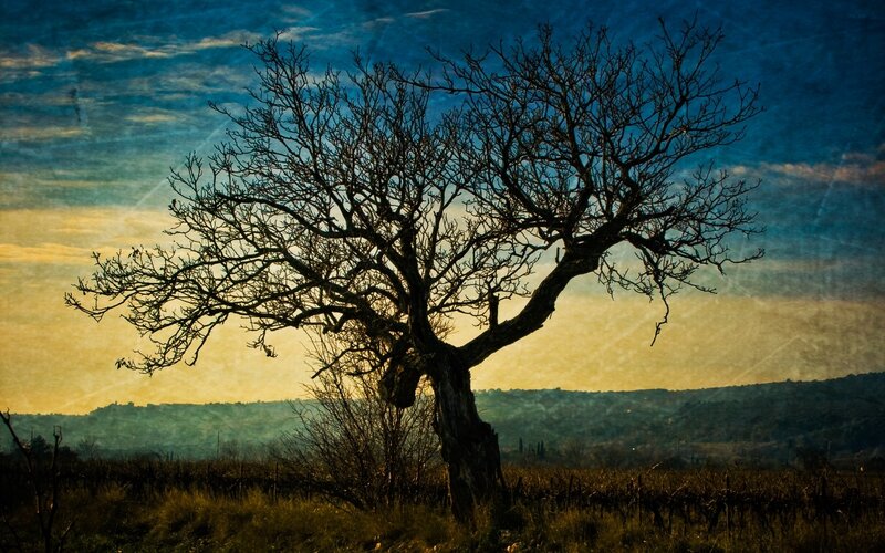 Silhouette of a bare tree at sunset
