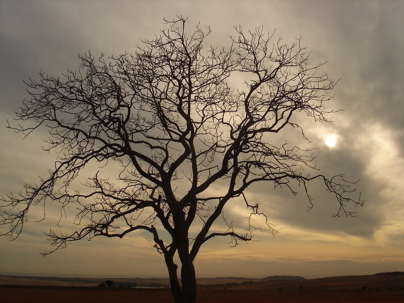 Silhouette of a bare tree at sunset