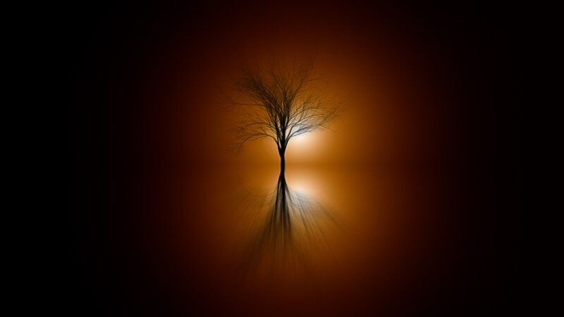 Silhouette of a Bare Tree — Black