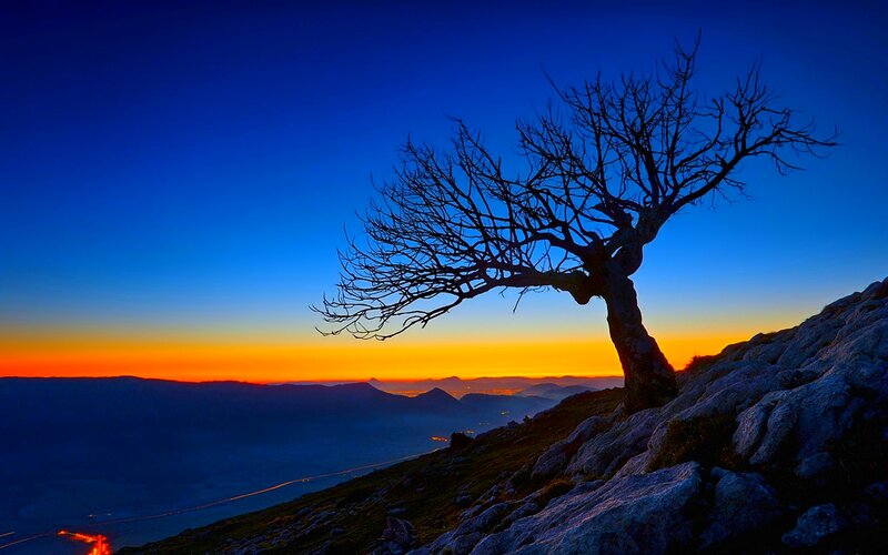 Silhouette of a Bare Tree — Blue, Dramatic