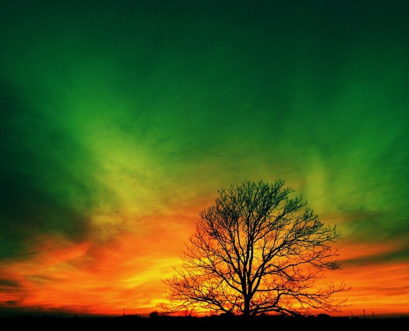 Silhouette of a Bare Tree — Green