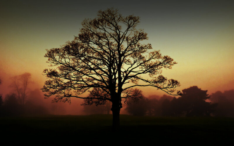 Silhouette of a Bare Tree — Orange, Dramatic