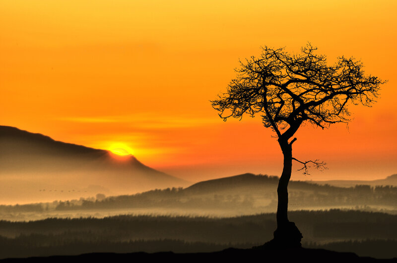 Silhouette of a Bare Tree — Orange