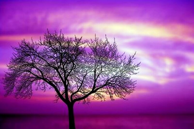 Silhouette of a Bare Tree — Purple, Dramatic