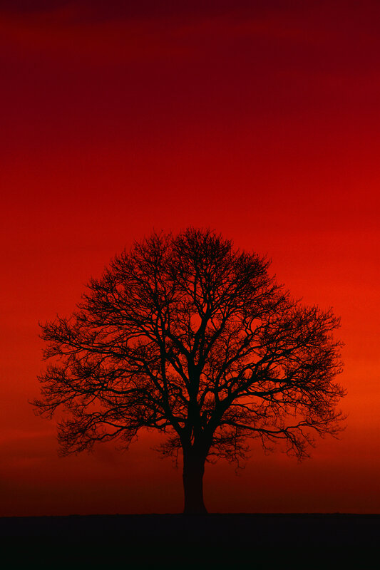 Silhouette of a Bare Tree — Red, Dramatic