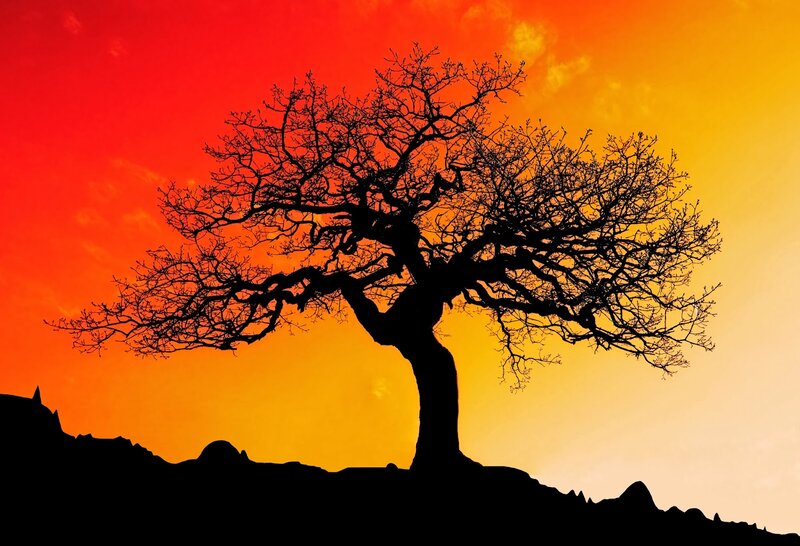 Silhouette of a Bare Tree — Red