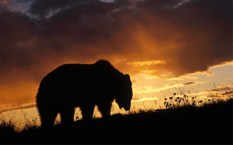 Silhouette of a Bear — Orange, Dramatic, Sunset