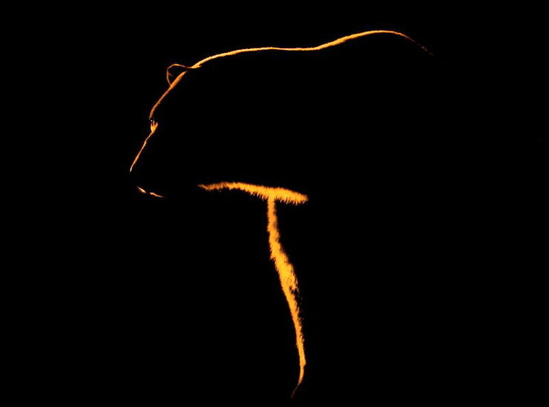 Silhouette of a Bear