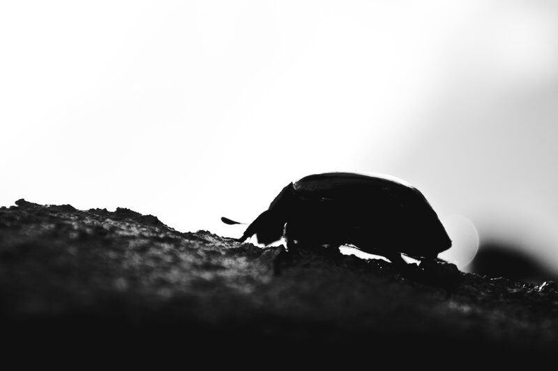 silhouette of a beetle