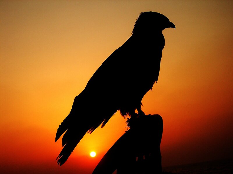 silhouette of a bird at sunset