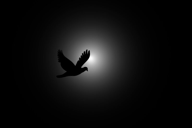 Silhouette of a Bird — Black, Dramatic, Night