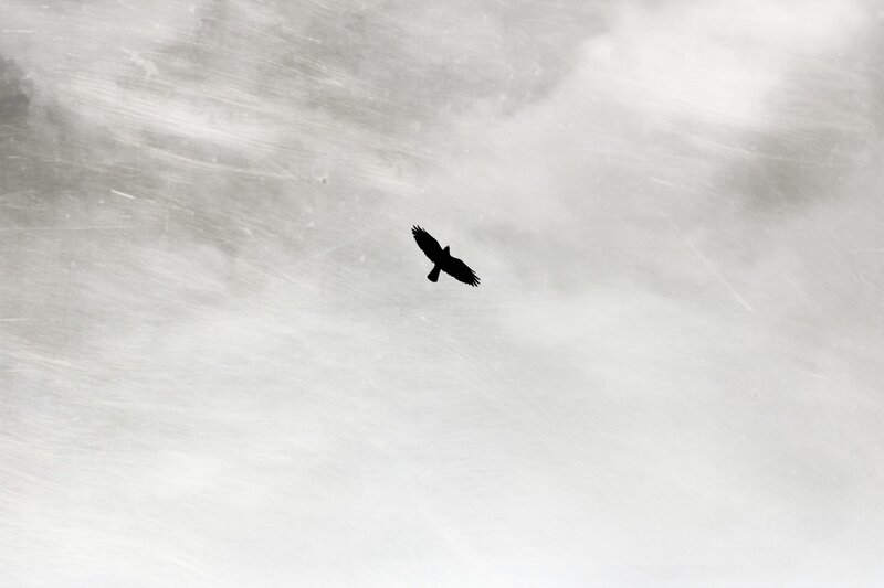 Silhouette of a Bird — Black, Dramatic, Photograph, Sky