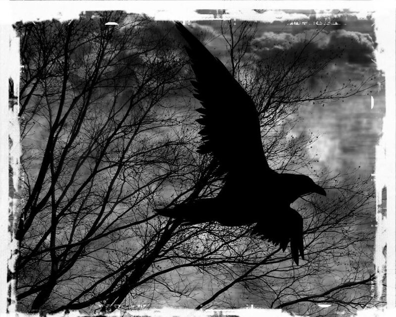 Silhouette of a Bird — Black, Dramatic, Photograph