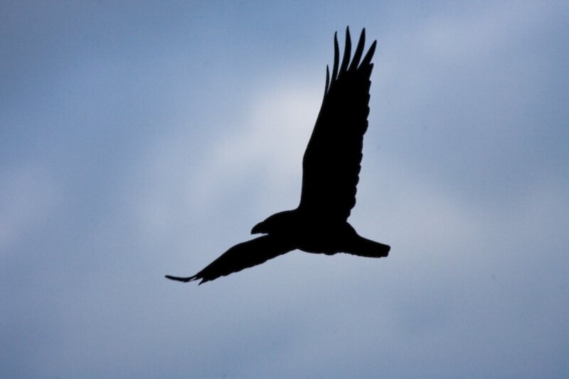 Silhouette of a Bird — Blue, Dramatic, Photograph
