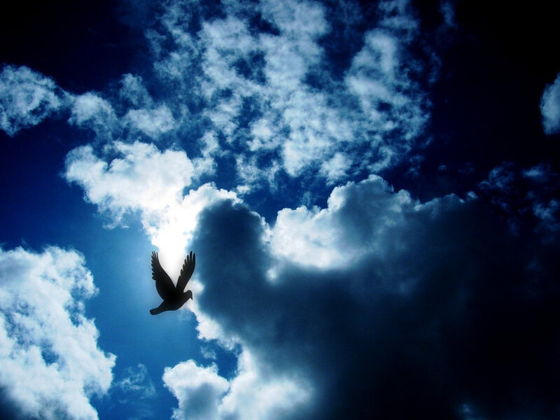 Silhouette of a Bird — Blue, Dramatic