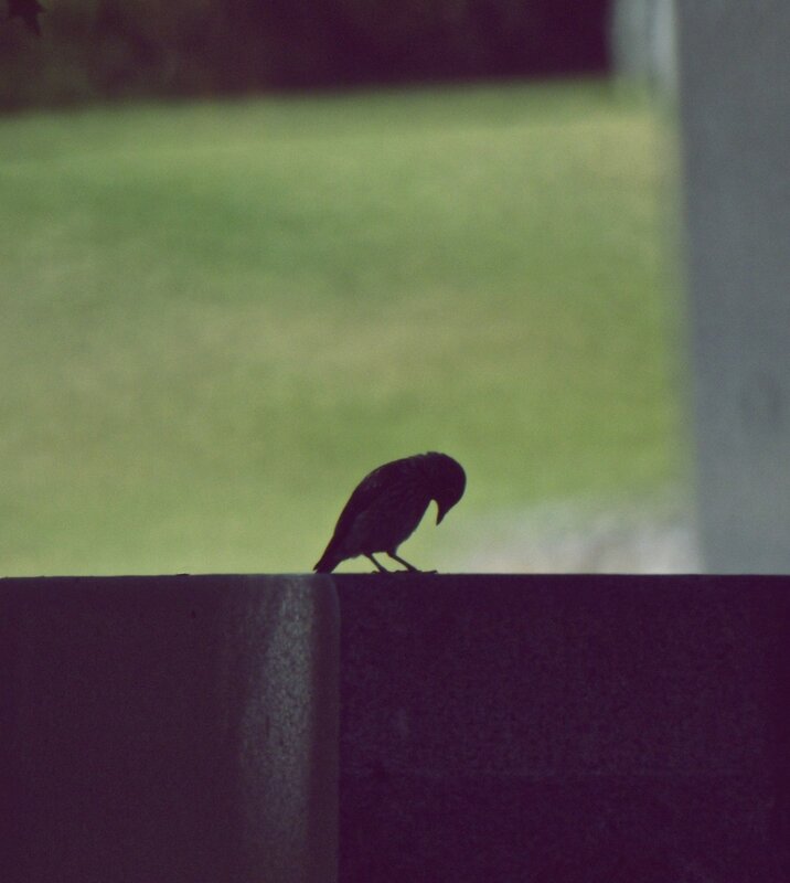Silhouette of a Bird — Green, Calm, Photograph