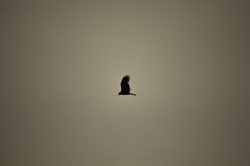 silhouette of a bird in flight