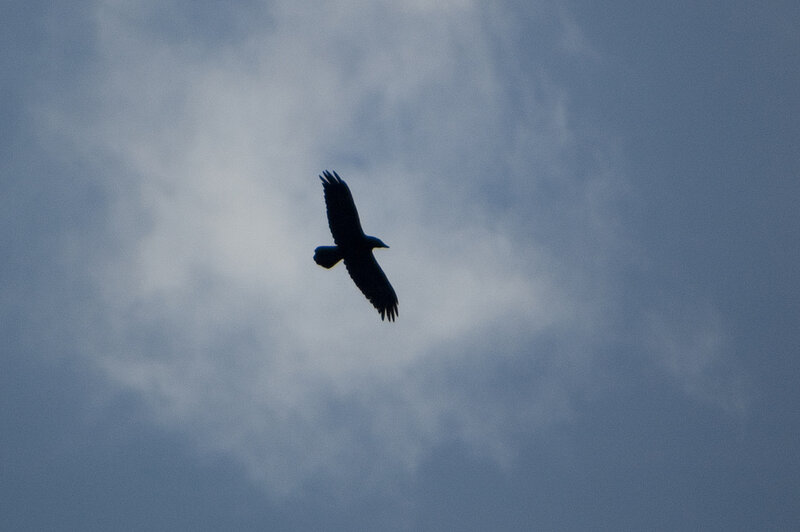 silhouette of a bird in flight