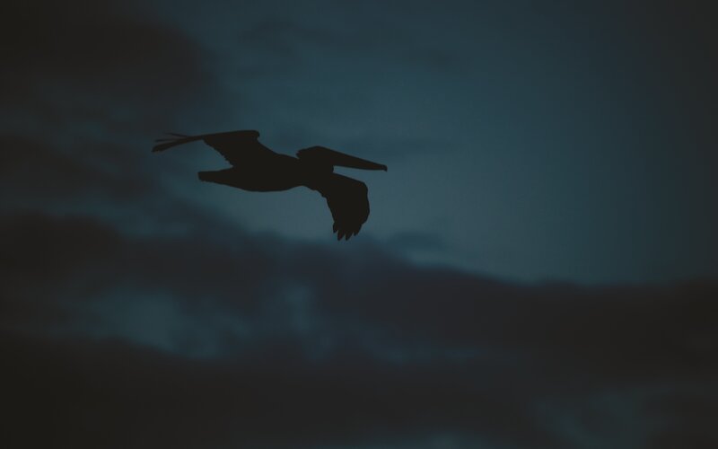Silhouette of a Bird in Flight — Blue