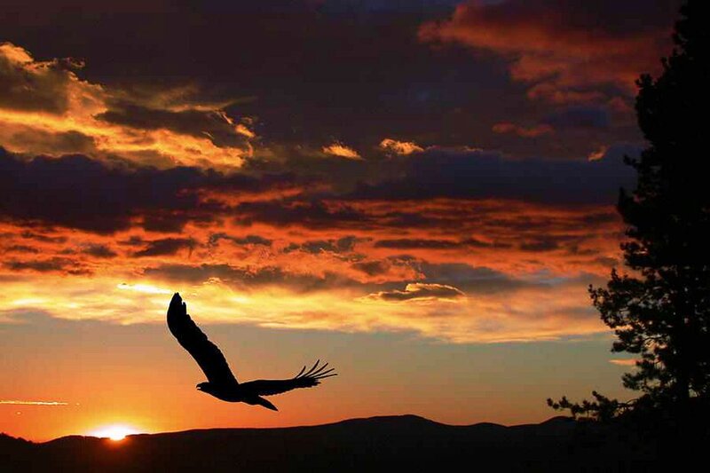 Silhouette of a Bird in Flight — Orange