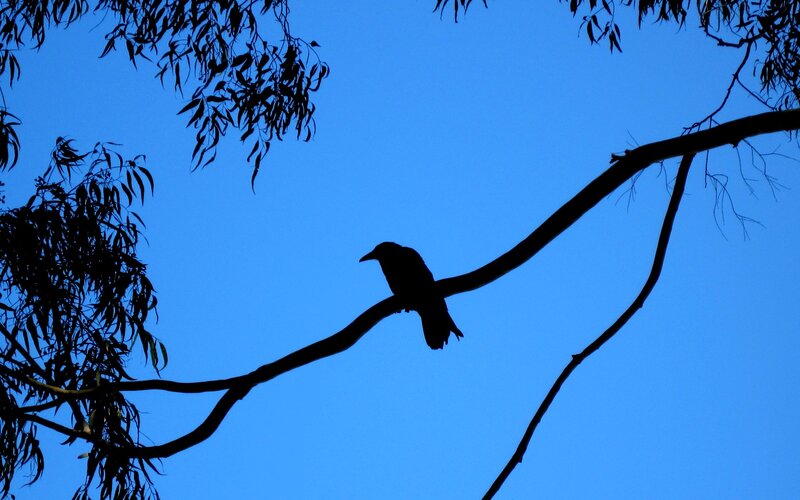 Silhouette of a bird on a branch