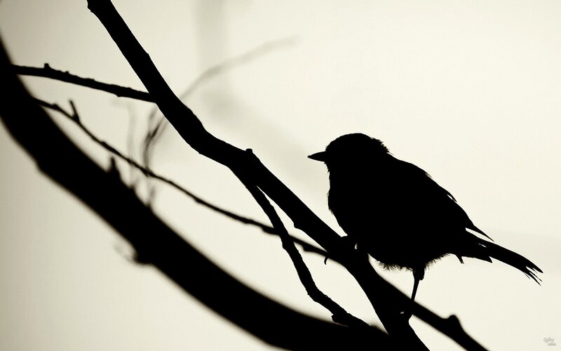Silhouette of a bird on a branch