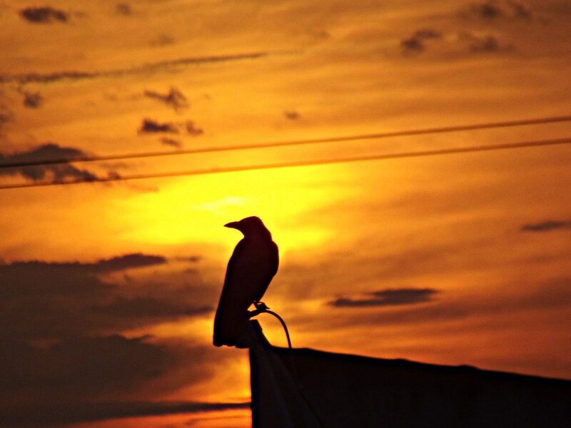 Silhouette of a Bird — Orange