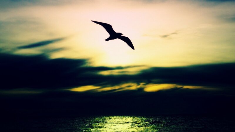 Silhouette of a Bird — Yellow