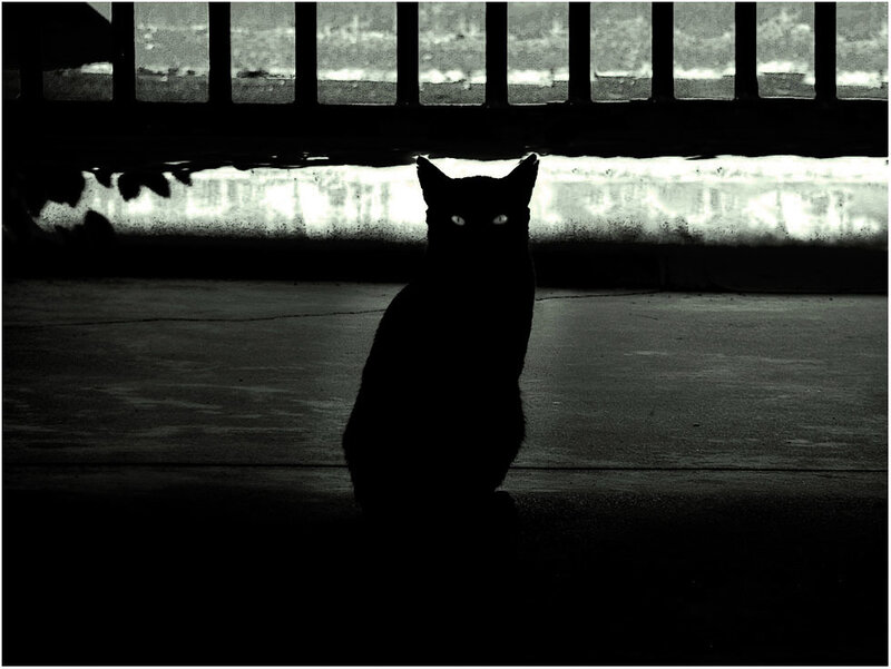 Silhouette of a Black Cat