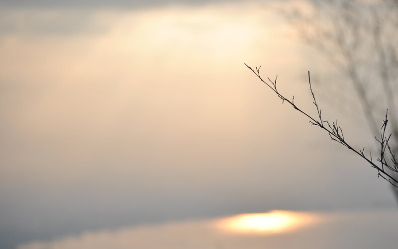 Silhouette of a Branch