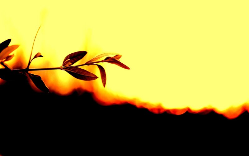 Silhouette of a Branch — Yellow