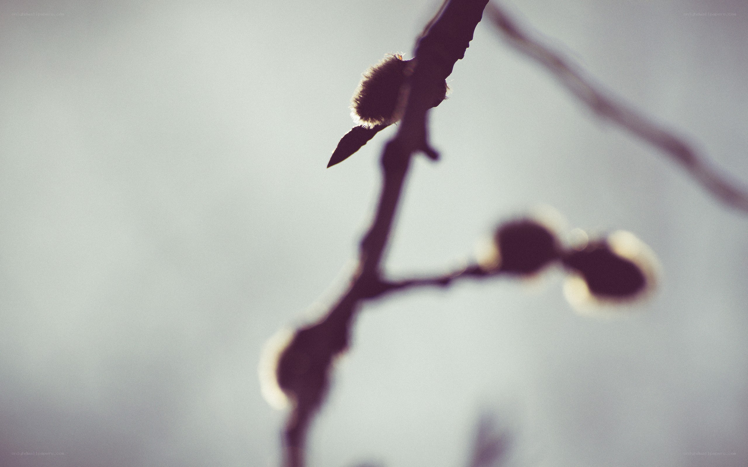 Silhouette of a budding branch