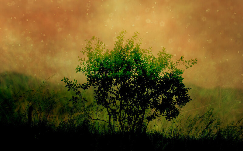 Silhouette of a bush at sunset