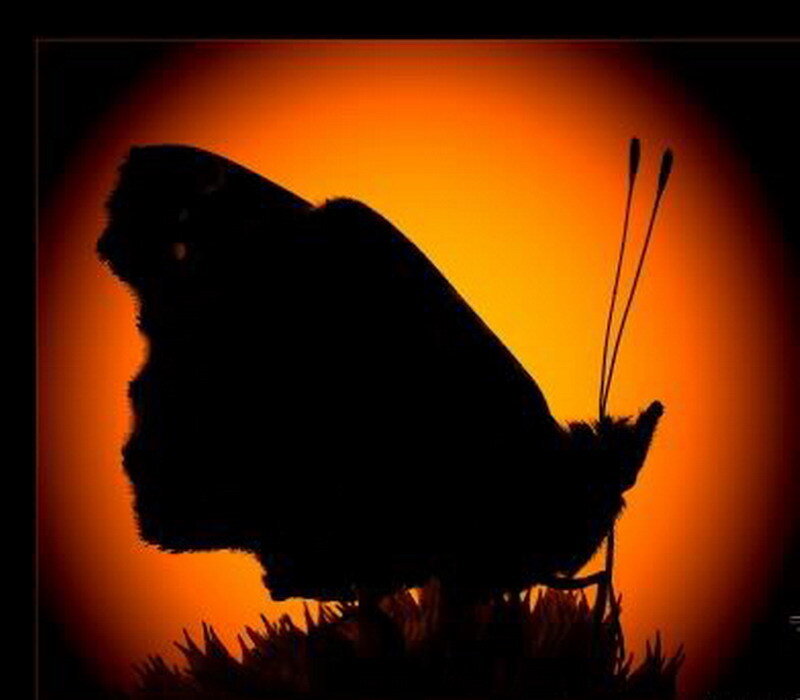 silhouette of a butterfly