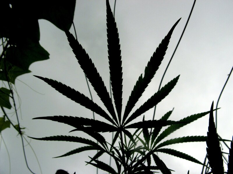 silhouette of a cannabis leaf