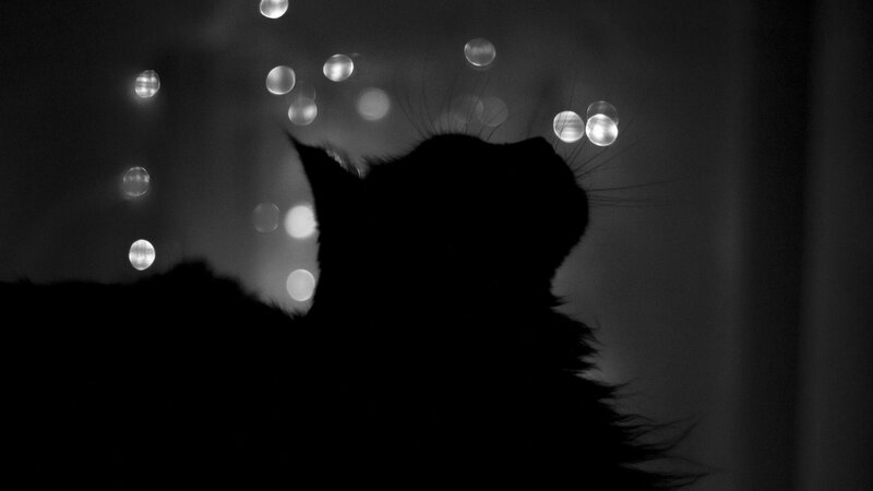 silhouette of a cat at night