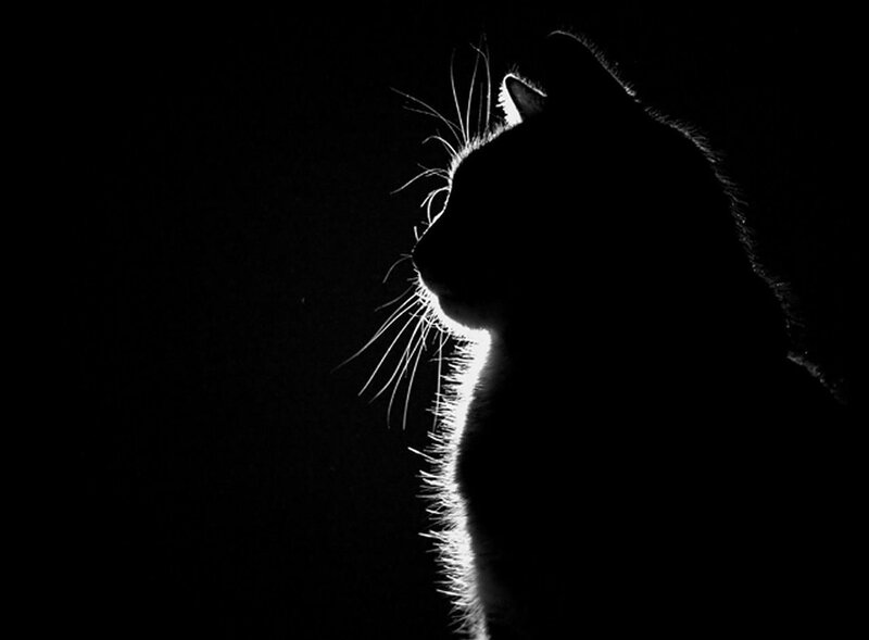 silhouette of a cat at night