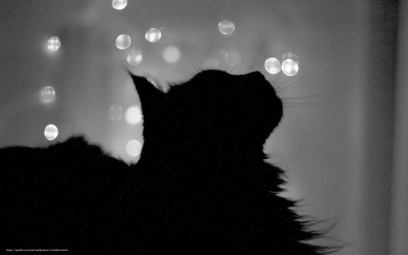 silhouette of a cat at night