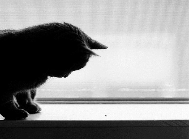 Silhouette of a Cat — Black, Calm