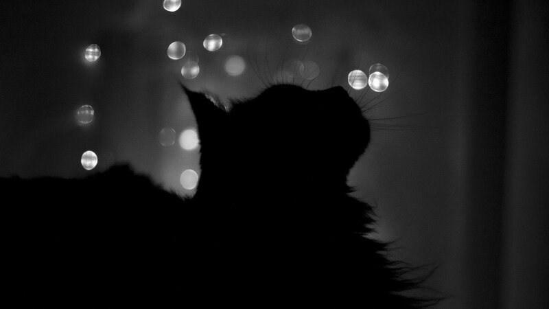 Silhouette of a Cat — Black, Dramatic, Night, Photograph, Lights, Bokeh
