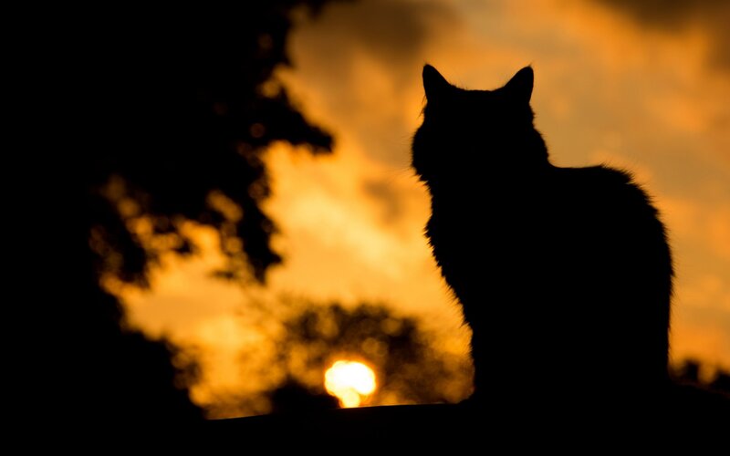 Silhouette of a Cat — Black, Dramatic, Sunset, Photograph