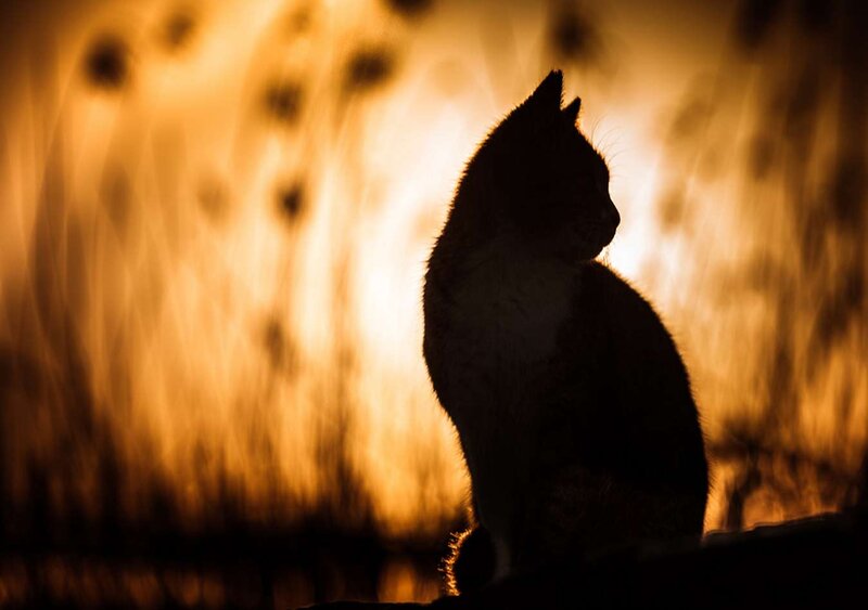 Silhouette of a Cat — Black, Dramatic, Sunset