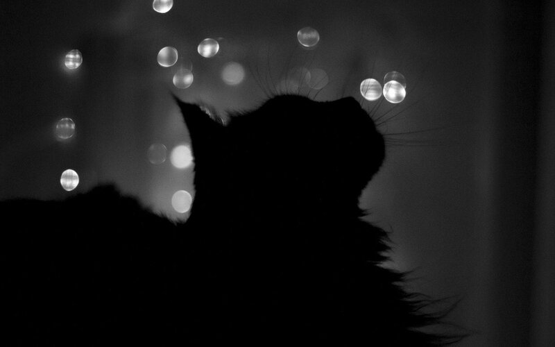 Silhouette of a Cat — Black